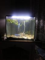 Wie heeft hebt er gratis vissen over voor mijn aquarium gzd