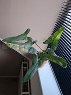 Philodendron silver sword variegata zeldzaam kamerplant, Ophalen of Verzenden