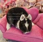DE ENIGE ECHT MINI LOFFELOHR KONIJNTJES, Dieren en Toebehoren, Konijnen, Meerdere dieren, Dwerg, 0 tot 2 jaar