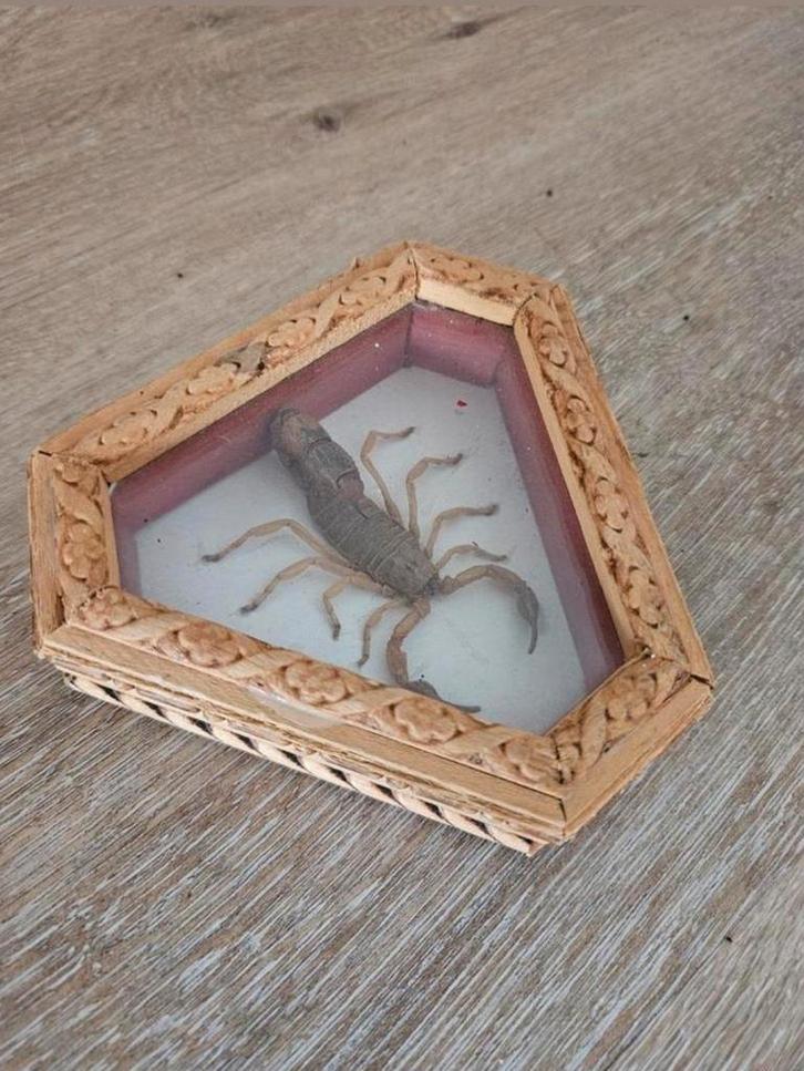 Taxidermie schorpioen, Verzamelen, Dierenverzamelingen, Zo goed als nieuw, Opgezet dier, Ophalen of Verzenden