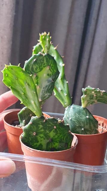 Cactus Opuntia Jamaicensis variegata " Ghost " 

 beschikbaar voor biedingen