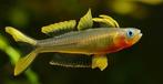 Pseudomugil Furcatus - Vorkstaart Regenboogvis, Vis, Zoetwatervis