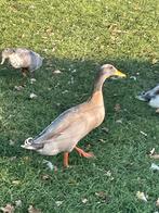 Loopeend woerd, Dieren en Toebehoren, Meerdere dieren, Eend