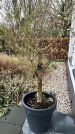 2 olijfbomen in pot, Tuin en Terras, Planten | Bomen, 100 tot 250 cm, Olijfboom, Ophalen, Volle zon