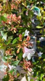 Abelia grandiflora, Tuin en Terras, Ophalen, Zomer, Overige soorten, Volle zon