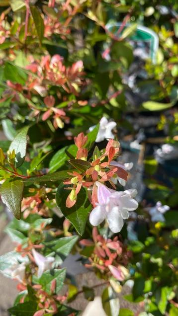Abelia grandiflora beschikbaar voor biedingen