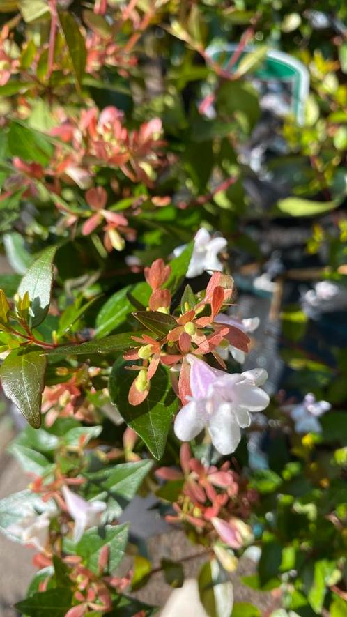 Abelia grandiflora, Tuin en Terras, Planten | Tuinplanten, Overige soorten, Volle zon, Zomer, Ophalen