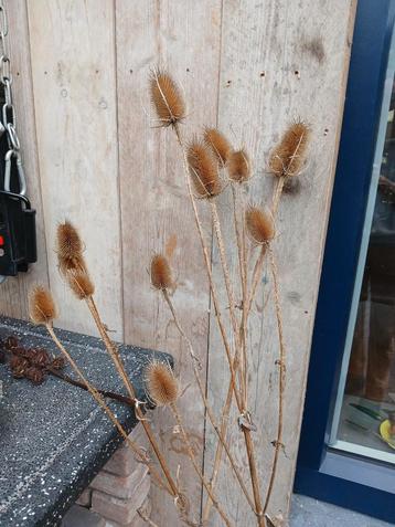 Zaden kaardebol beschikbaar voor biedingen