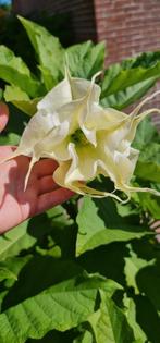 Brugmansia Candida plena x Rosa traum dubbele witte bloem, Tuin en Terras, Zomer, Overige soorten, Ophalen, Volle zon