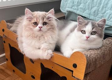 Kitten meet Stamboom  beschikbaar voor biedingen