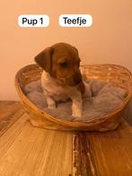 Mooi Jackrussel puppy’s langbenig, Dieren en Toebehoren, Honden | Jack Russells en Terriërs, Parvo, Jack Russell Terriër, 8 tot 15 weken