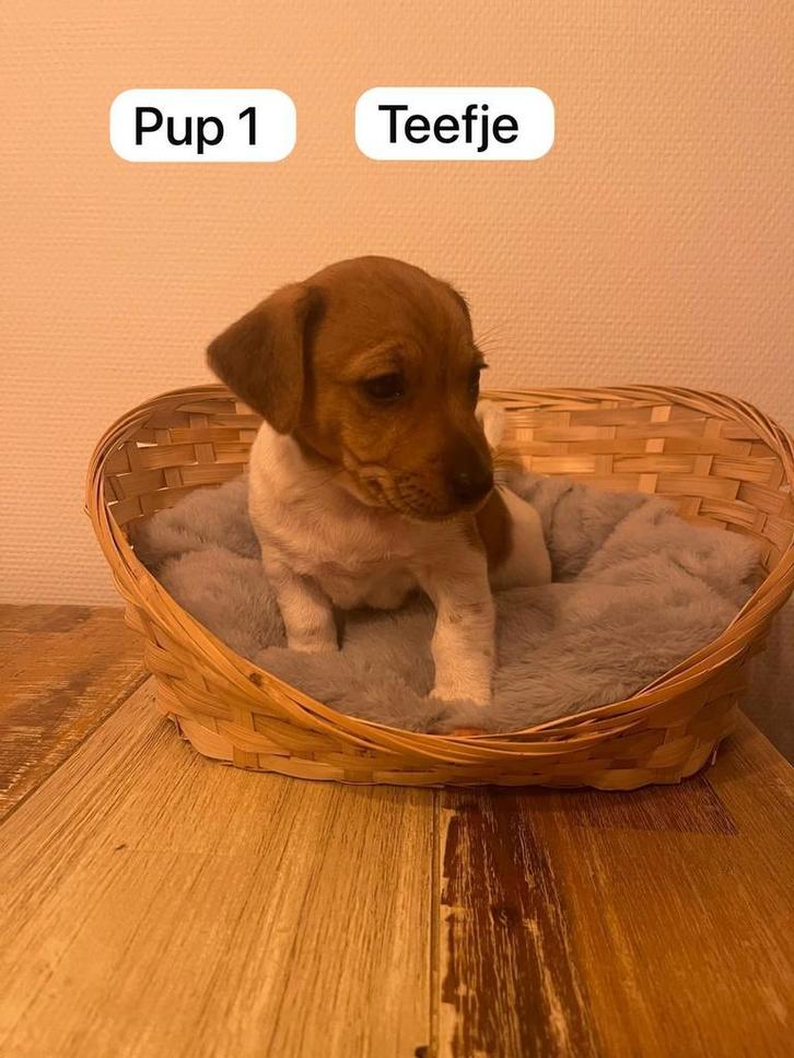 Jack russel puppy’s langbenig, Dieren en Toebehoren, Honden | Jack Russells en Terriërs, Meerdere dieren, Jack Russell Terriër