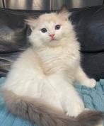 Ragdoll kittens: kater en poes | geteste ouders, Dieren en Toebehoren, Katten en Kittens | Overige Katten, Meerdere dieren