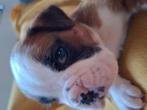 Boxerpups, Dieren en Toebehoren, Overige Dieren, November, Mannelijk