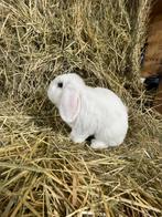 Minilop ram met stamboom, Dieren en Toebehoren, Mannelijk, Dwerg