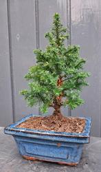 Kerstboompje’ Bonsai Chamaecyparis thyoide, In pot, Minder dan 100 cm, Bonsai, Groene kamerplant
