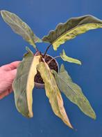 Alocasia Lauterbachiana Variegata p12 (1), Ophalen of Verzenden, Halfschaduw, Minder dan 100 cm