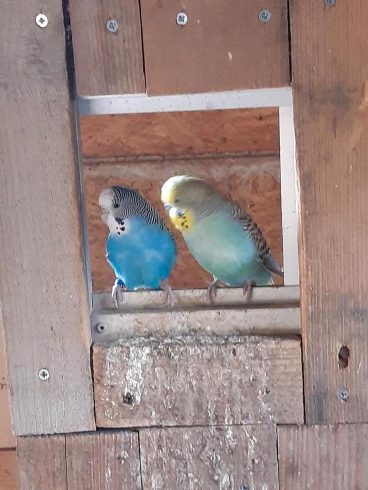 4 grasparkietjes, Dieren en Toebehoren, Vogels | Parkieten en Papegaaien, Parkiet, Meerdere dieren