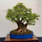 Bonsai Vereniging Utrecht Start!, Ophalen of Verzenden, Bloeit niet, Overige soorten, Minder dan 100 cm