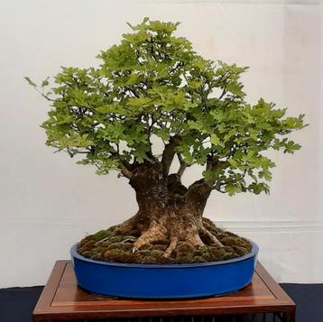 Bonsai Vereniging Utrecht Start!  beschikbaar voor biedingen