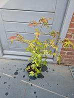 planten, Tuin en Terras, Planten | Tuinplanten, Ophalen, Bloeit niet, Overige soorten, Halfschaduw