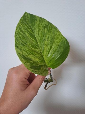 Epipremnum Marble Queen stekken beschikbaar voor biedingen
