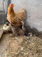 Te koop 2 wildkleur pauw kuikens, Dieren en Toebehoren, Pluimvee, Geslacht onbekend, Overige soorten