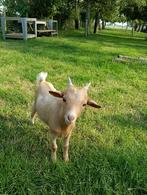 Dwergbok Dekbok, Dieren en Toebehoren, Schapen, Geiten en Varkens, Mannelijk, Geit, 0 tot 2 jaar