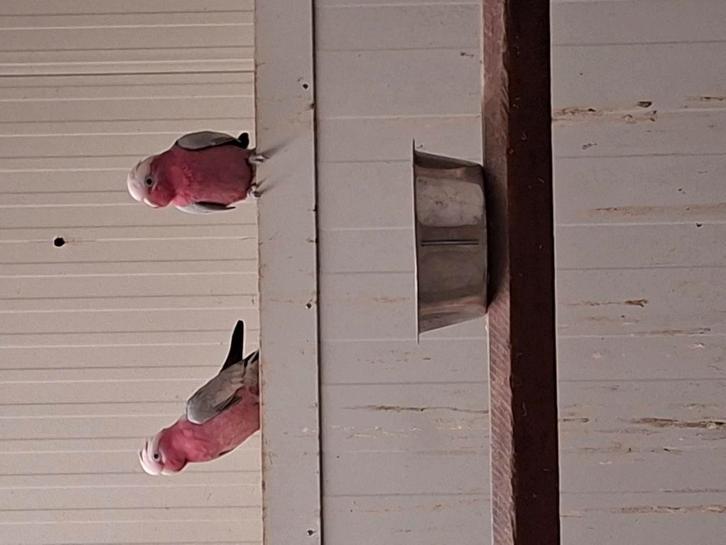 Rosé kakatoes, Dieren en Toebehoren, Vogels | Parkieten en Papegaaien, Papegaai, Meerdere dieren