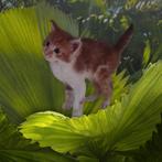 Kittens langharig noorseboskat /Maincoon, Dieren en Toebehoren