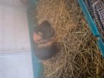 Cavia zeugje, Cavia, Februari, Vrouwelijk, Tam