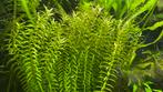 Verschillende stekjes waterplanten aquariumplanten, Dieren en Toebehoren, Ophalen of Verzenden, Zo goed als nieuw, Plant(en), Steen of Hout