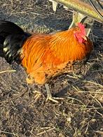 Jongen hanen, Dieren en Toebehoren, Pluimvee, Mannelijk, Kip