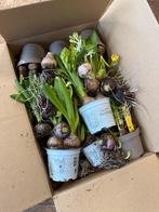 Bloembollen Mix circa 10 Potten ver in bloei, Ophalen of Verzenden, Najaar, Halfschaduw, Bloembol