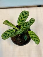 Ctenanthe Burle-Marxii P12, Ophalen of Verzenden, Overige soorten, Minder dan 100 cm