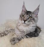 Prachtig maine coon kitten katertje met stamboom!, Dieren en Toebehoren, Katten en Kittens | Raskatten | Langhaar, Kater, Gechipt