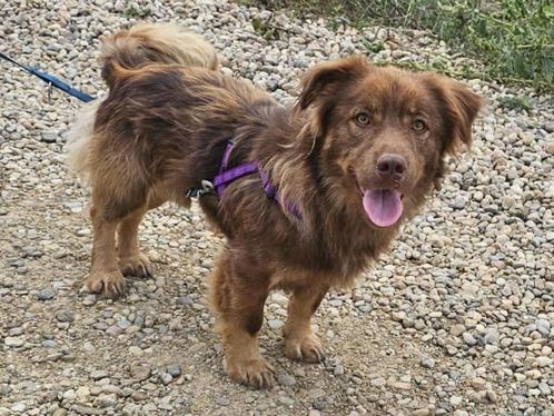 Rex is een lief, vrolijk en geniet van wandelingen, Dieren en Toebehoren, Honden | Niet-rashonden, Klein, Reu, Particulier, Eén hond