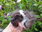 Tk mooie Lunkarya/Alpaca cavia baby,s, Dieren en Toebehoren, Cavia, Meerdere dieren, Tam