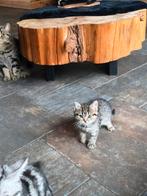 Britse korthaar poesje, Dieren en Toebehoren, Katten en Kittens | Raskatten | Korthaar, Poes