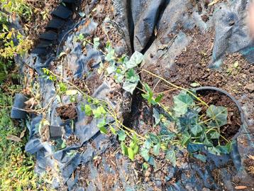 Hedera hybernica (klimop grootbladig) beschikbaar voor biedingen