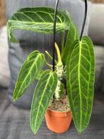 Anthurium Warocqueanum, Huis en Inrichting, Overige soorten, In pot, Minder dan 100 cm, Halfschaduw