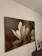 Bloem Schilderij - Magnolia, Ophalen, 50 tot 75 cm, Zo goed als nieuw, Schilderij