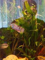 Cryptoheros sajica Cichliden, Dieren en Toebehoren, Vissen | Aquariumvissen, Vis