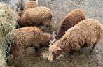ouessantschapen drie oortjes en twee hammetjes, Dieren en Toebehoren, Meerdere dieren, Schaap