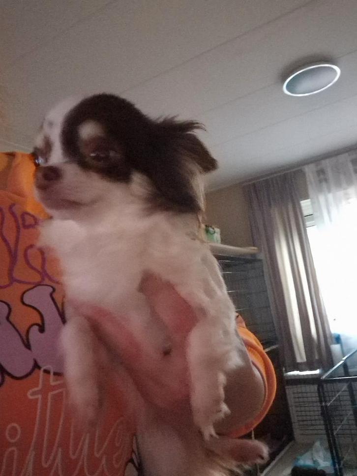 Mini chihuahua teefje, Dieren en Toebehoren, Honden | Chihuahua's en Gezelschapshonden, Teef, Chihuahua, Particulier, Eén hond