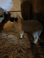 Walliser schwarznase ooilam, Dieren en Toebehoren, Schapen, Geiten en Varkens, Mannelijk, Schaap
