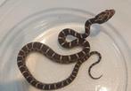 Microscale korenslangen - Pantherophis guttatus, Dieren en Toebehoren, Reptielen en Amfibieën, Slang, Tam, 0 tot 2 jaar