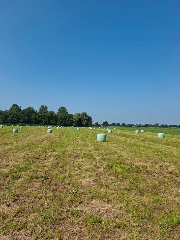 Midibalen, voordroog hooi, Dieren en Toebehoren, Dierenvoeding, Vee, Ophalen