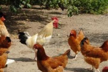 Grote Hanen te koop. beschikbaar voor biedingen