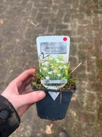 Armeria maritima 'Alba' - Engels gras, Ophalen, Bodembedekkers, Volle zon, Vaste plant